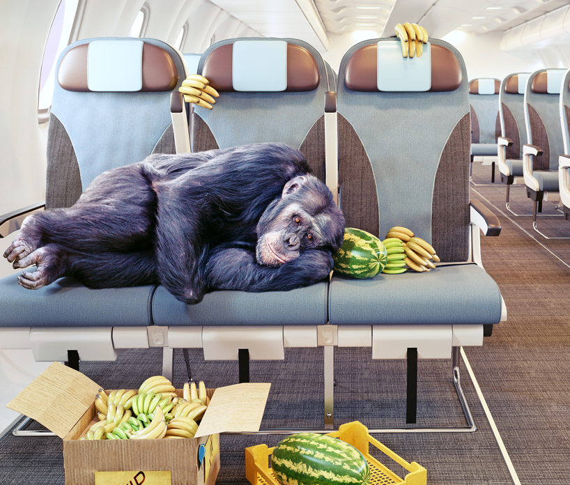 Monkey checked in a flight with bananas