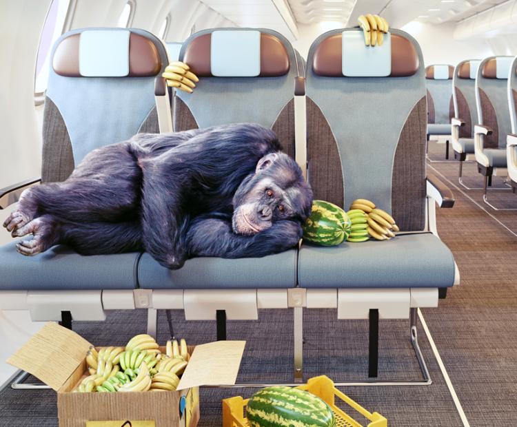 Monkey checked in a flight with bananas