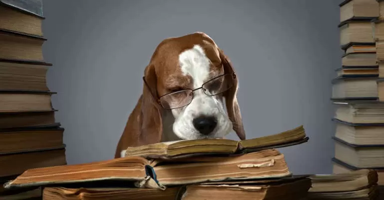 A basset hound wearing reading glasses, surrounded by stacks of books, looking tired but determined as it studies....