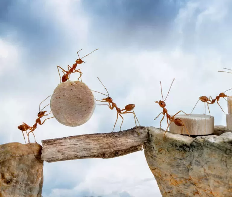 Ants Working Together Crossing a Bridge - Blueprint Career Development