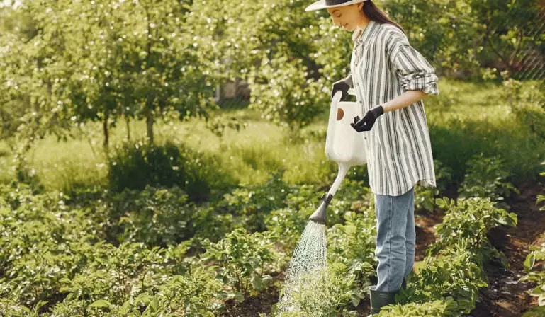 Woman watering the plants