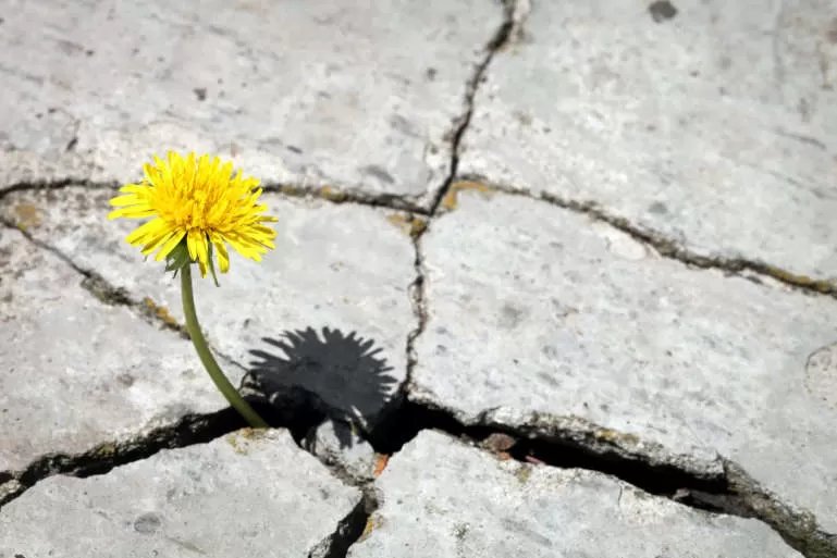 Personal Empowerment Tips - Flower Under The Sun