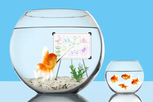 fish whiteboard