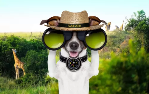 Dog looking through binoculars